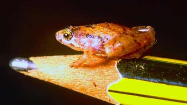 A Microhyla nepenthicola male frog that was discovered in the jungle on Borneo island in Malaysia.