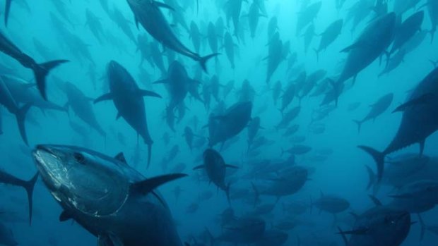 On the rise ... bluefin tuna numbers are increasing, as is the fishing quota.