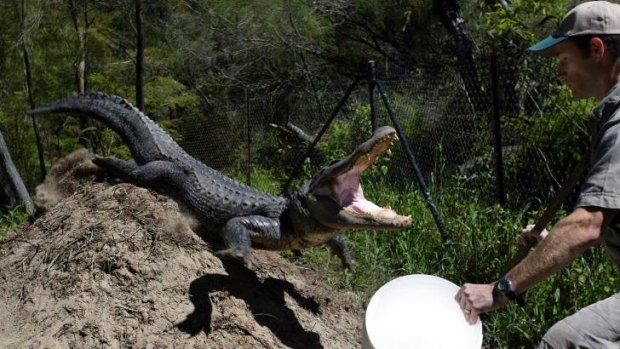 Cunning:  American alligators and crocodiles  use twigs to lure birds before lunging at them.