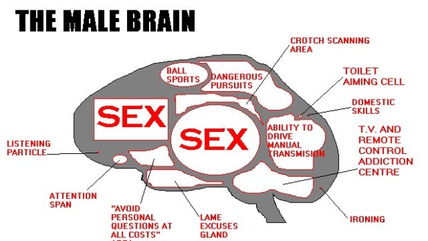 The male brain