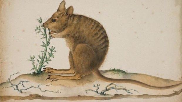 Lagostrophus fasciatus (Banded Hare Wallaby) by Pron and Lesueur (1807).