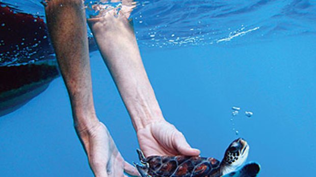Swim to freedom...a green turtle is released into Lord Howe Island Marine Park