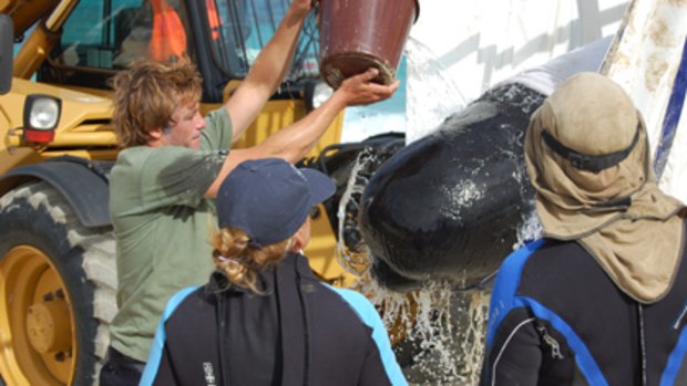 The whales are being loaded onto trucks to be transported to Flinders Bay. Photo: Tessa Dornan.