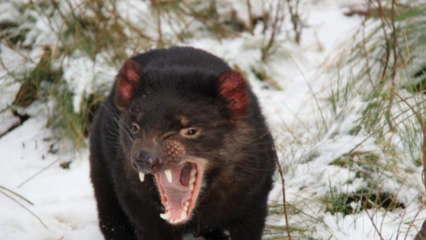 A Tasmanian devil, like this one,  was killed in a US zoo.