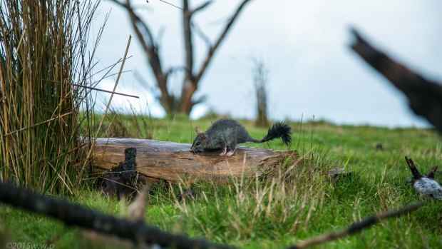 A brush-tailed phascogale photographed in the Watsons Creek habitat link near Warrandyte.