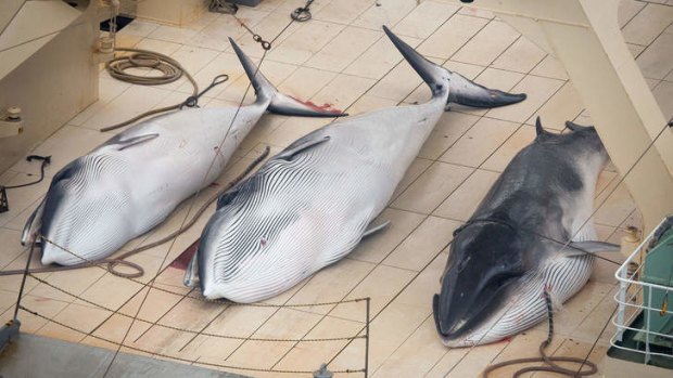 Three minke whales lie dead on the deck of Japanese whaler Nisshin Maru. New Zealand is taking Australia's lead to try to prevent Japan whaling in the Southern Ocean.