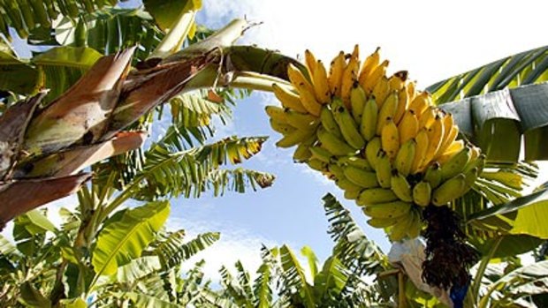 Much of Queensland's banana crop never reaches stores due to cosmetic blemishes.