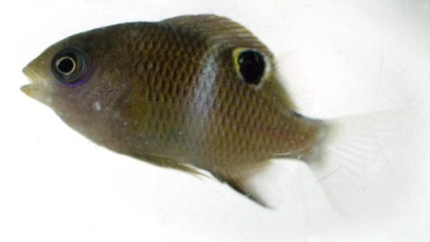 Damselfish in distress: A study has shown that exposure to higher carbon dioxide levels has a negative impact on various aspects of fish behaviour.
