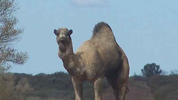 Farmer urges Australia to export camels rather than kill them.