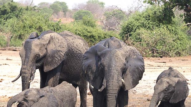 An elephant family.