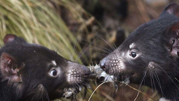 The entire genetic code of two Tasmanian Devils has been sequenced.
