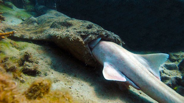 Preying on a predator ... A wobbegong tucks into a bamboo shark.