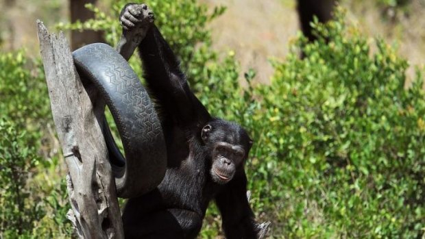 A chimpanzee swings in its enclosure at the Ol-Pejeta conservancy in Laikipia County, Kenya at a centre for primates rescued from illegal animal trade syndicates.