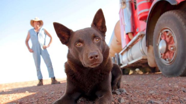 Star of the show ... Koko the kelpie plays the title role.