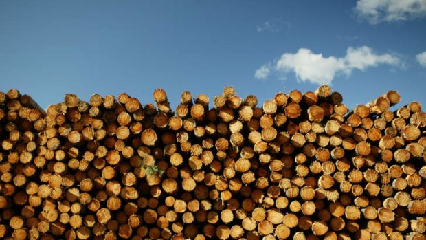 Directors of Tasmanian export woodchipper Gunns should be investigated, says PPB.