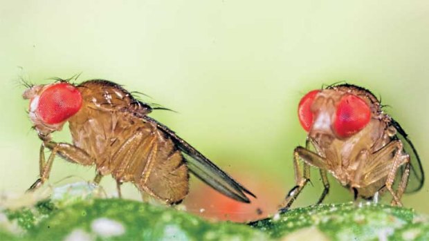 Fruit fly will be a first-stage loser in a climate of greater extremes.