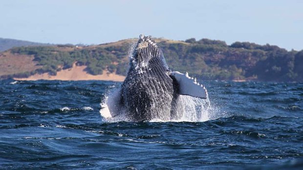 A humpback calf breaches off Mona Vale on Sydney's northern beaches.
