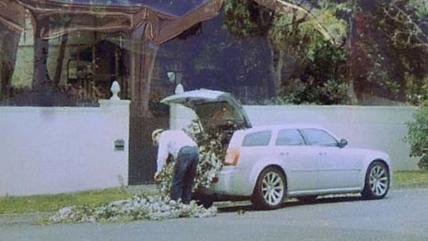 A resident took this photo of the vandal loading branches into a car.