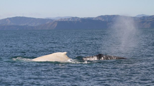 The white whale Migaloo cruises Cook Strait, New Zealand, on Sunday