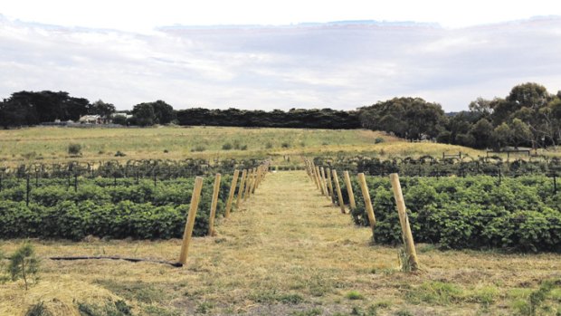 Ravens Creek berry farm.