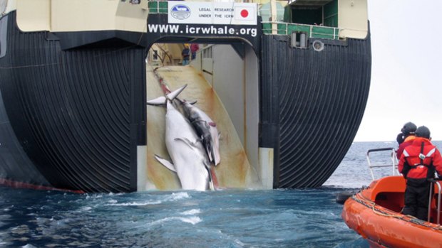 Two minke whales, possibly a mother and calf, are hauled aboard the Nisshin Maru factory ship, in a file picture.