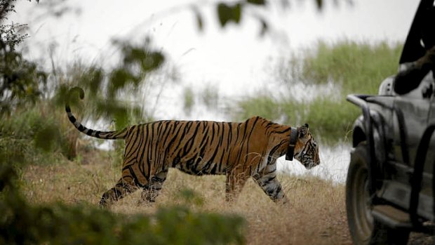 A tiger walks past a vehicle carrying tourists, at Ranthambore National Park in India.