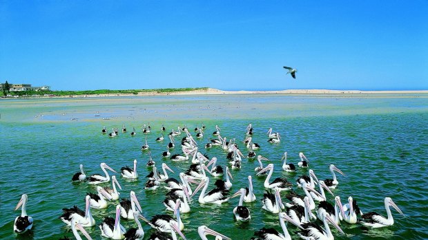 Pelicans gather at The Entrance for their daily feed.
