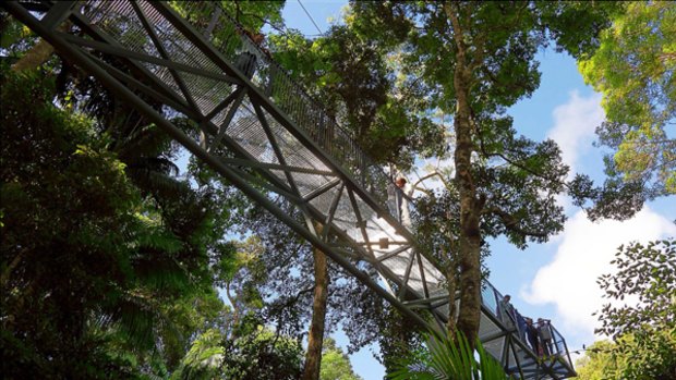 Natural high . . . narrow metal bridges take visitors through hectares of rainforest canopy.