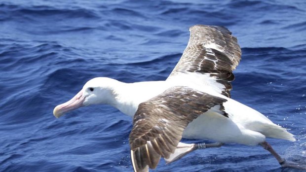 A wandering albatross: Increases in atmospheric pressure in the Southern ocean have boosted wind speeds.
