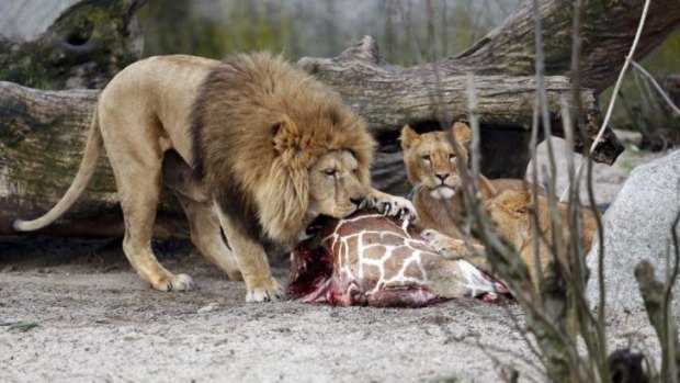 The giraffe was fed to the lions after being put down.