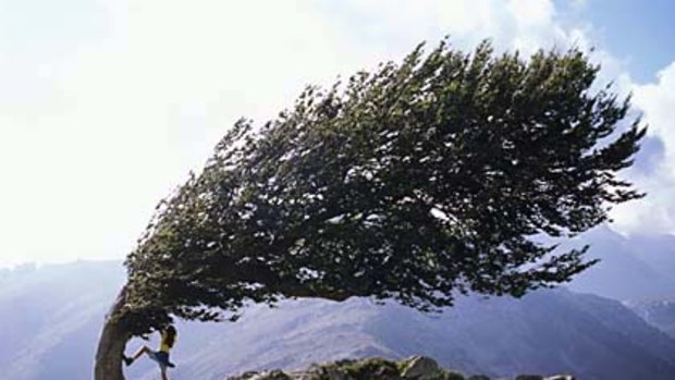 Hidden beauty ... a wind-ravaged beech tree on a mountain pass.