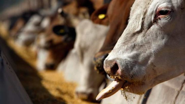 Cattle feedlot developers were defeated in the Environment Court in a landmark case in 1999.