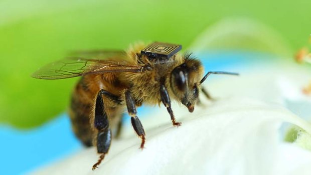 Bee-tag: A bee with a tag on its back.