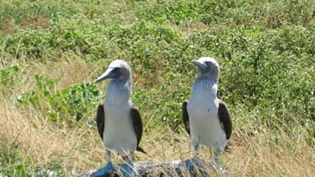 Blue-footed boobies.