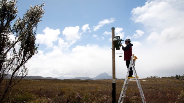 Wildlife biologist Shannon Troy checks a nest box at Melaleuca.