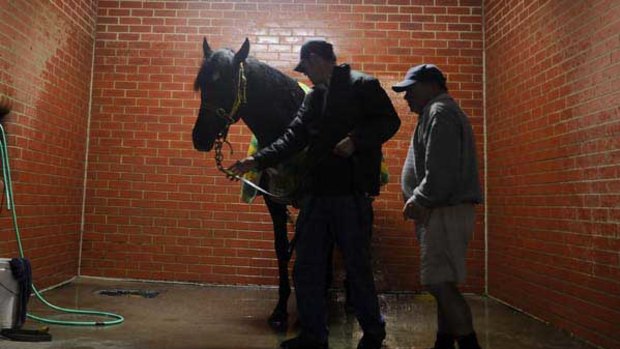 So You Think is hosed down after trackwork at Flemington yesterday.