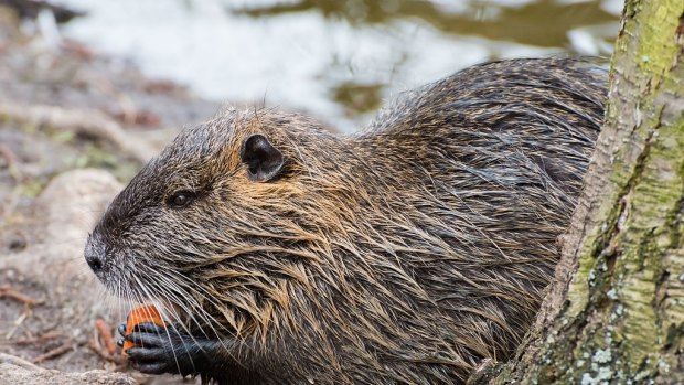 Coypus are a large semi-aquatic rodent native of South America.