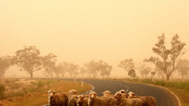 Dazed and confused . . . Dust haze envelops the sheep stock route between Moree and Collarenabri in northern NSW causing fears for the safety of the sheep.