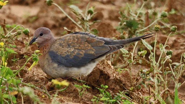 The dove continues to spread its range in WA.