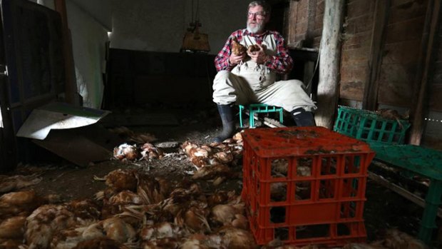 Alan 'Swampy Marsh cradles two surviving chickens after rampaging dogs slaughtered almost 1000 of his young hens on a property in Mortlake.