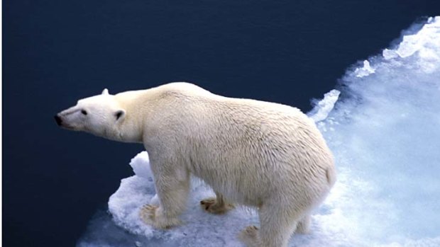 On thick ice ... polar bears outnumber humans.