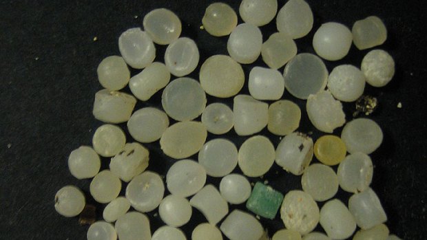 Plastic resin pellets collected at Watermans Beach pellets in August 2010.