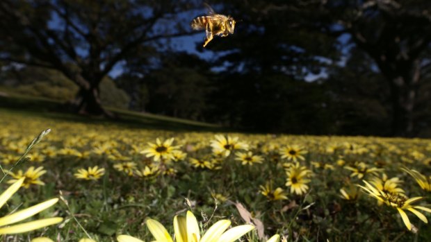 Spring is upon us, so hay fever is not far away.