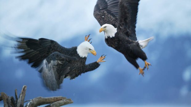 Winging it: bald eagles fight.
