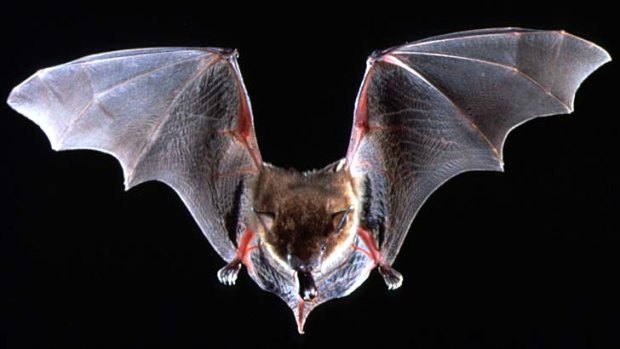 Insights &#8230; immune responses in bats are being studied.