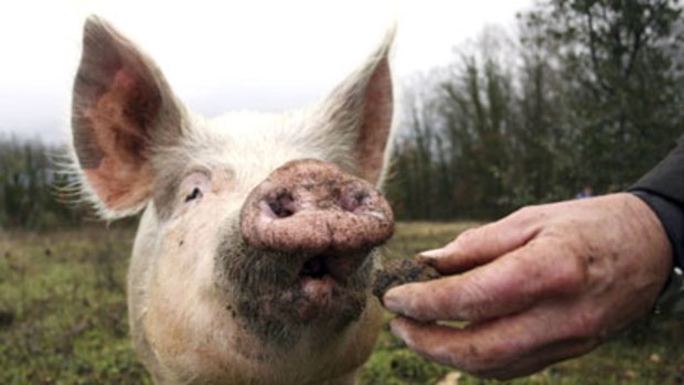 Expert snout ... pigs are trained to detect truffles.