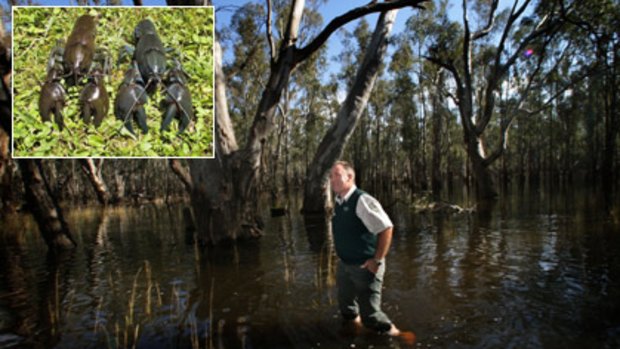Barmah Forest ranger Andrew McDougal wades through floodwaters in the north Victorian national park, where ecologists are surveying species revival.