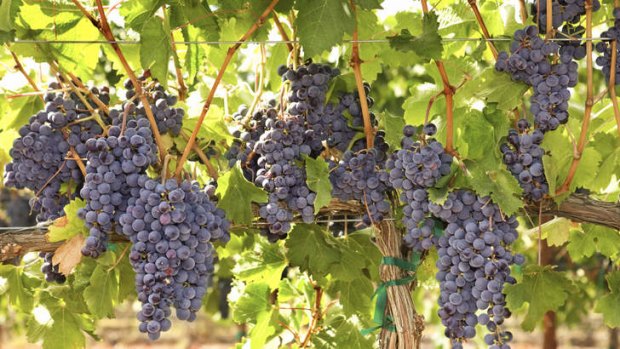 Wine glut ... Treasury Wine Estates booked $35 million to destroy stocks.