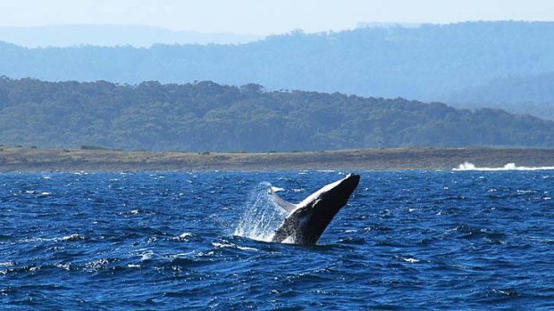 The majority of migrating whales is expected to pass through the area between the end of June and start of July.