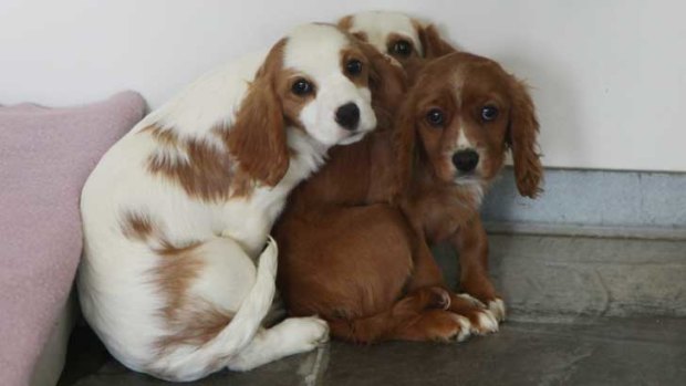 Three dogs after they were rescued from the puppy farm.